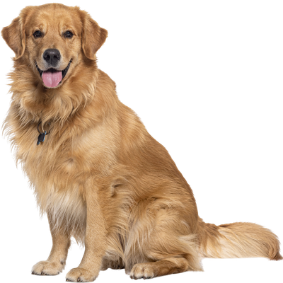 Biscuit the dog