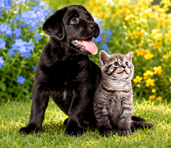 A puppy and a kitten playing together in a sunlit meadow