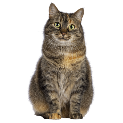 Miso the cat